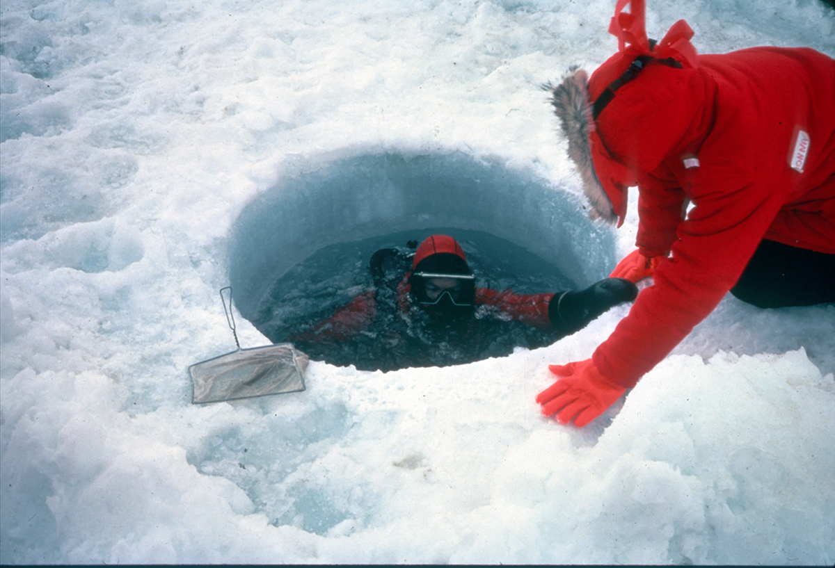 Dive tending